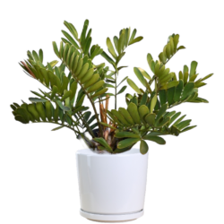 Zamia Furfuracea (A)